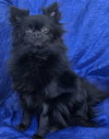 Pepper - Photo 2