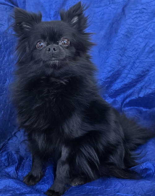 PEPPER - Chihuahua available for adoption
