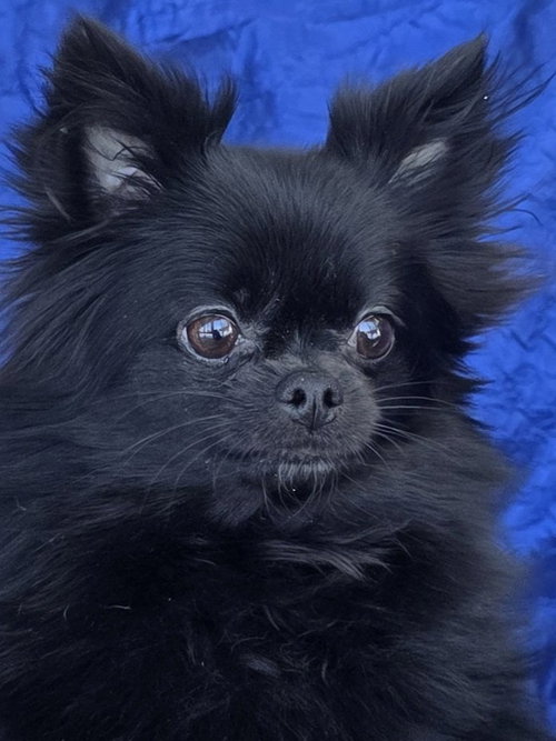PEPPER - Chihuahua available for adoption