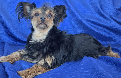 PEPITA - Yorkshire Terrier Yorkie available for adoption