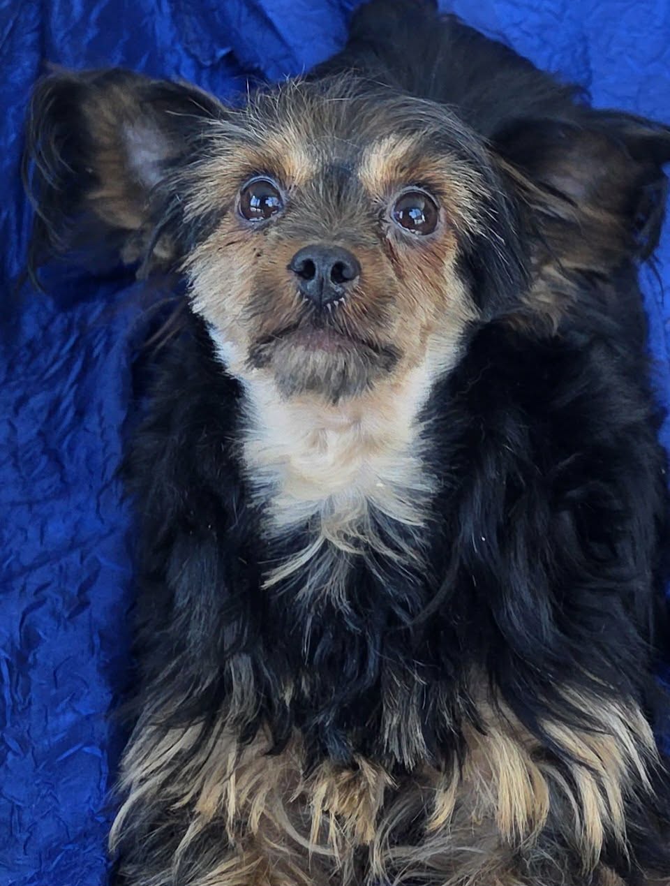 Pepita Image