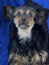 Pepita - Photo 1
