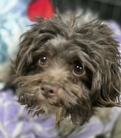 GAVIN - Maltese / Poodle (Miniature) available for adoption