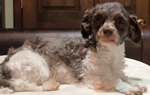 picture of the dog needing adoption