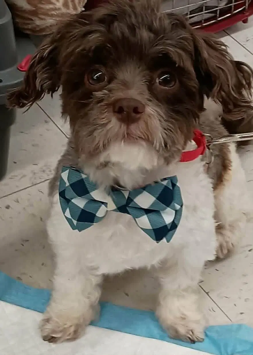 Gavin - Maltese