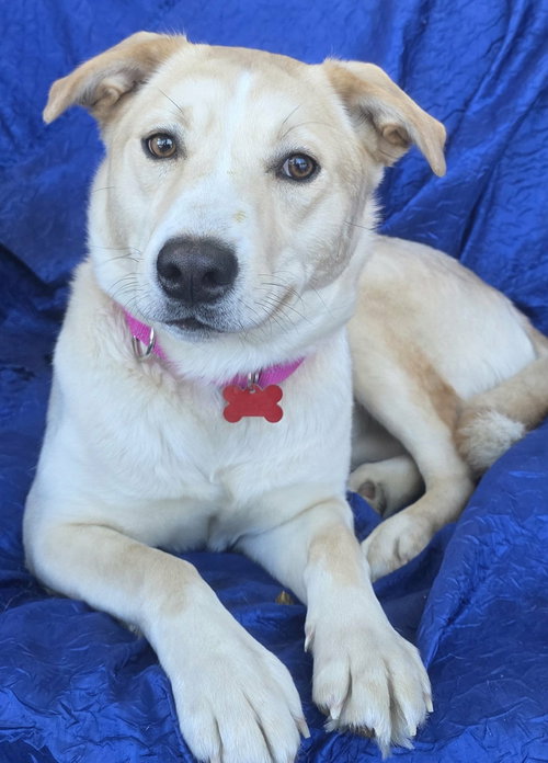 LUNA - Yellow Labrador Retriever / Husky available for adoption