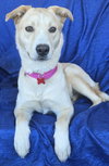 Luna - Photo 3