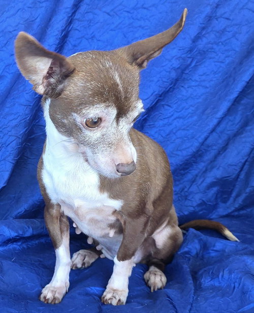 RITA THE CHIA - Chihuahua available for adoption