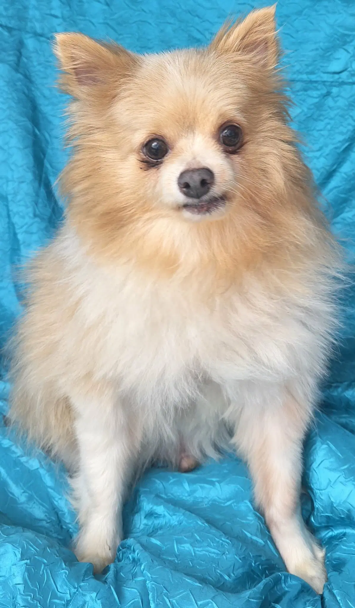 Gabe - Pomeranian