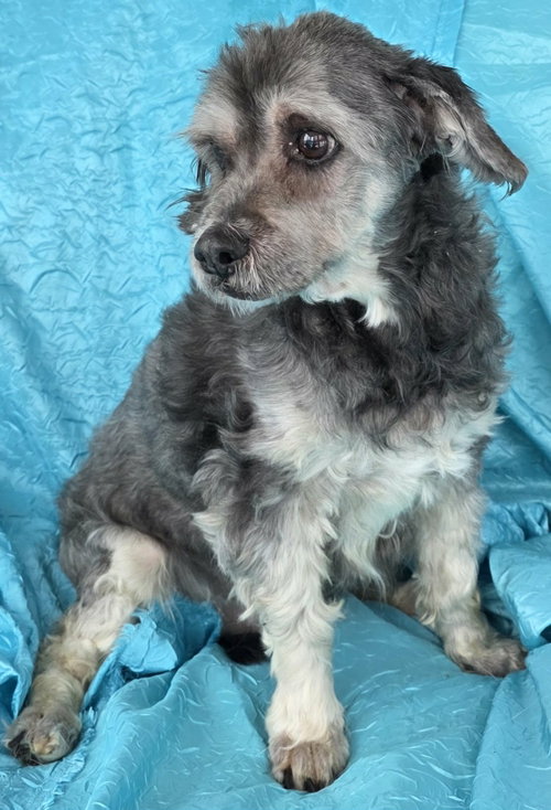 Chewy, photo 3