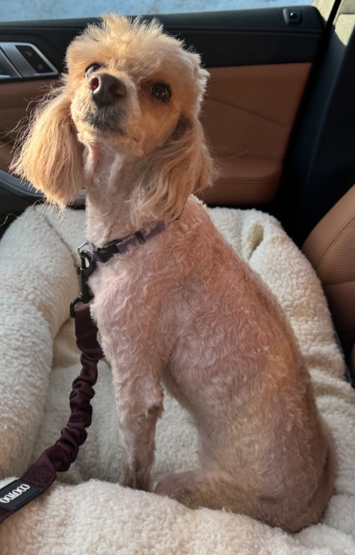 picture of the dog needing adoption