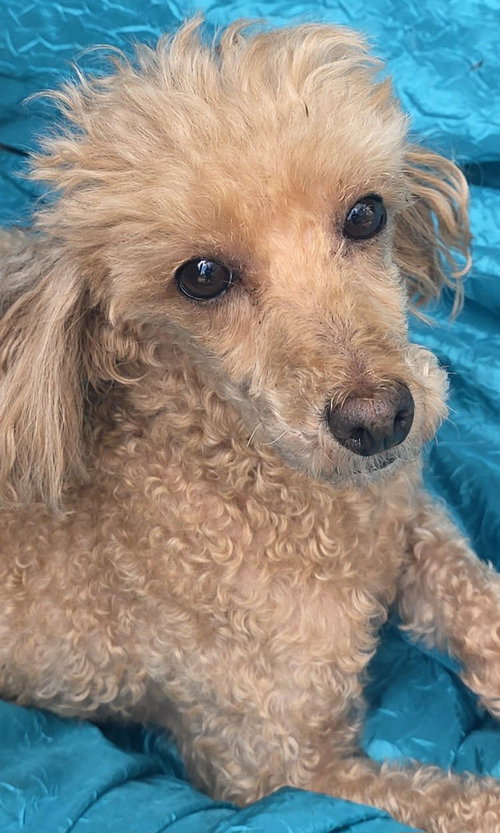 Maggie, an adoptable Poodle in Cuba, NY