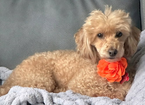 Maggie