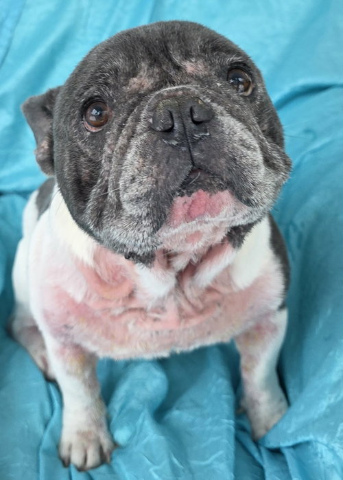 picture of the dog needing adoption
