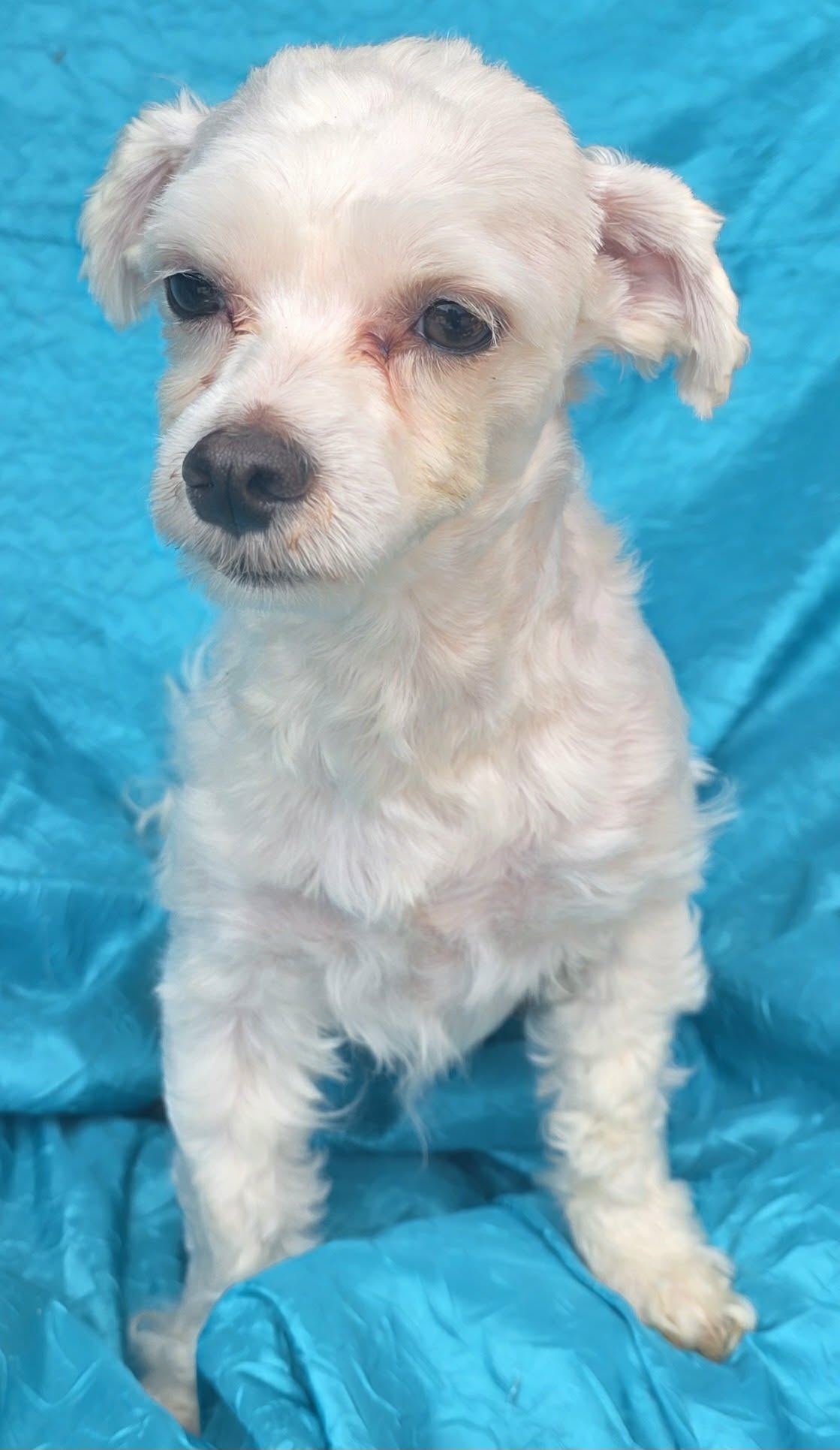 Maltese