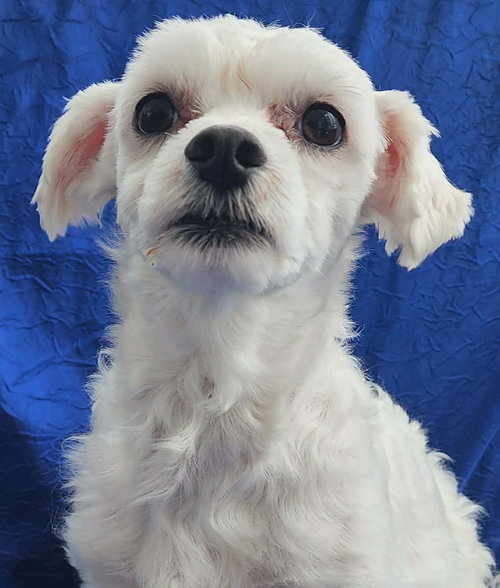 Jake, an adoptable Maltese in Cuba, NY