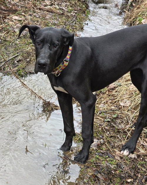 Mia, an adoptable Great Dane in Cuba, NY