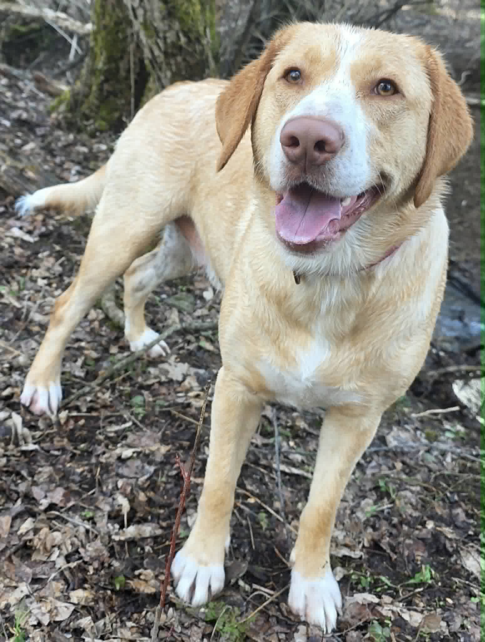 Reba