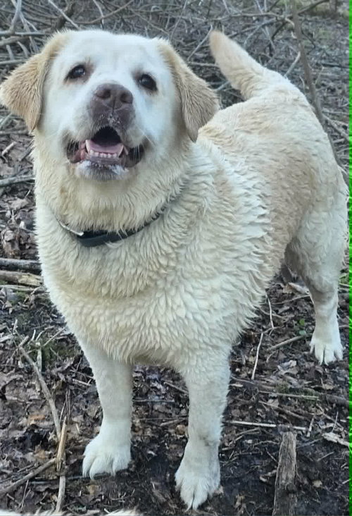 Lillie, an adoptable Yellow Labrador Retriever in Cuba, NY