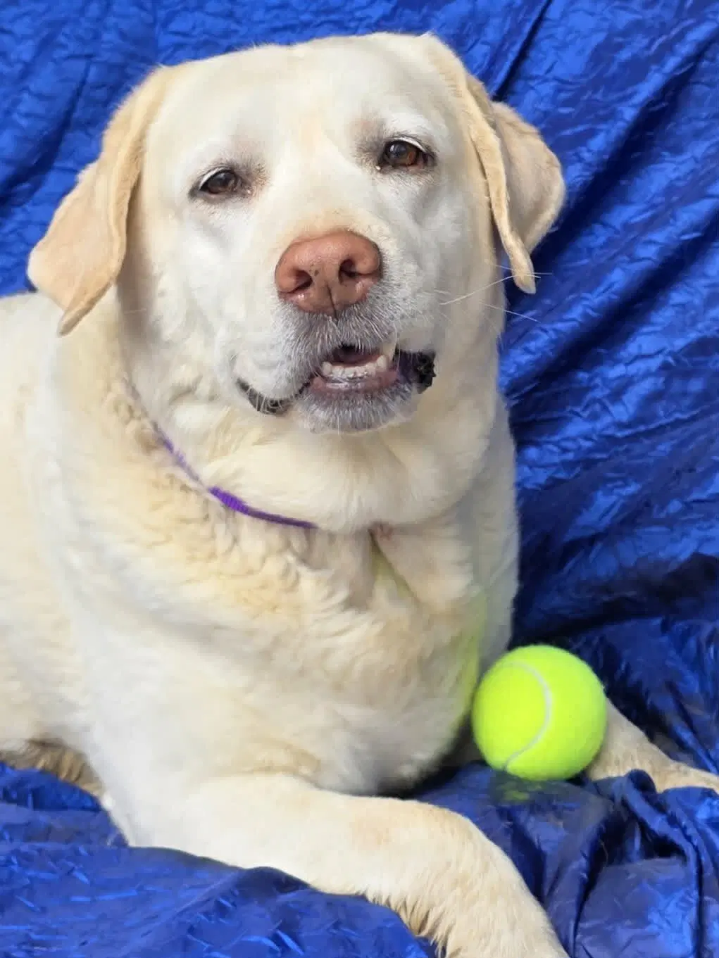 Lillie - Yellow Labrador Retriever