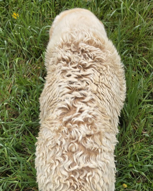 Lillie, photo 3