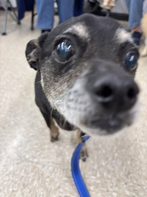 Alfie, an adoptable Rat Terrier in Cuba, NY