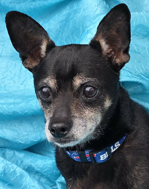 picture of the dog needing adoption