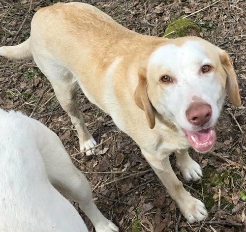 Sydney, an adoptable Yellow Labrador Retriever in Cuba, NY