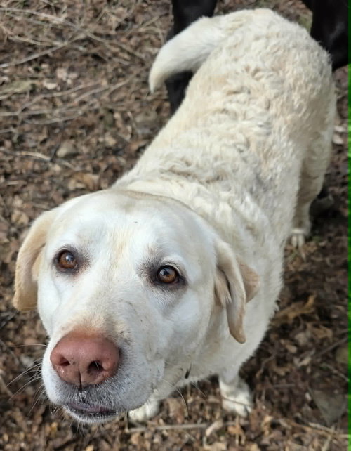 Emma, an adoptable Yellow Labrador Retriever in Cuba, NY