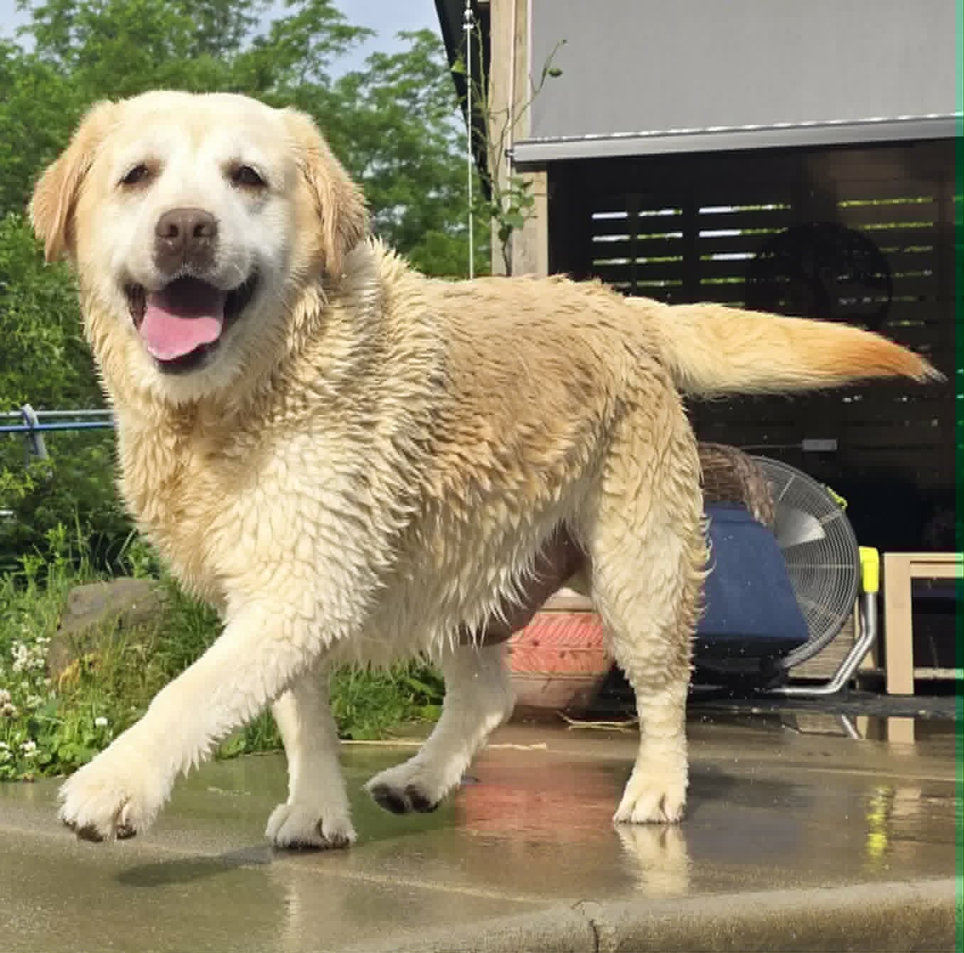Emma - Yellow Labrador Retriever