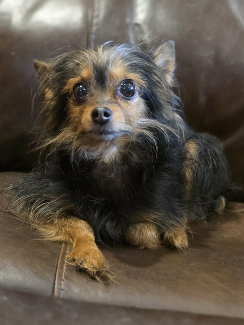Emma Garden, an adoptable Yorkshire Terrier Yorkie in Cuba, NY