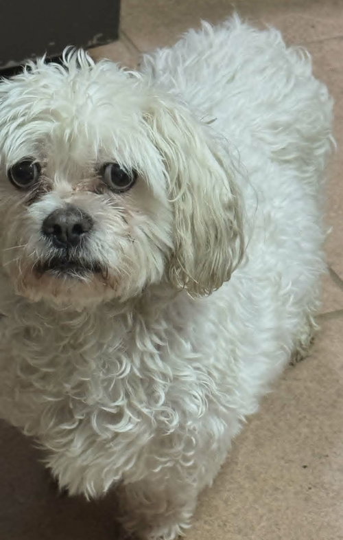 Teddy Lane, an adoptable Shih Tzu in Cuba, NY
