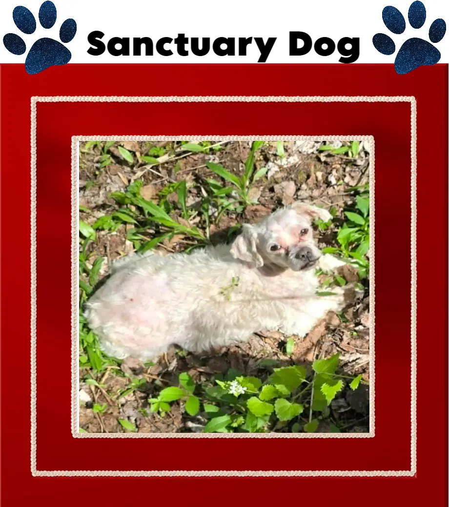 Teddy Lane - Shih Tzu