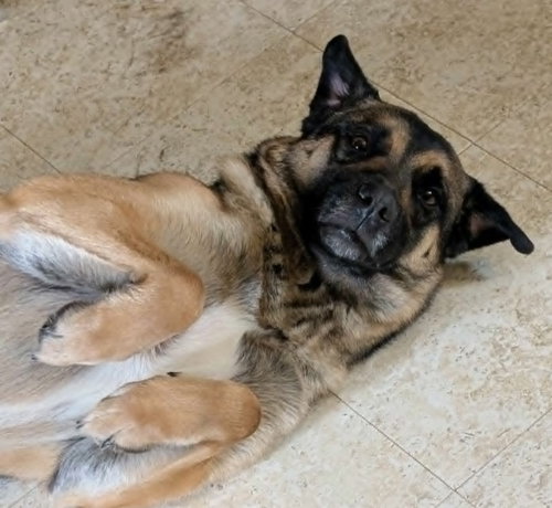 Apollo, an adoptable German Shepherd Dog in Cuba, NY