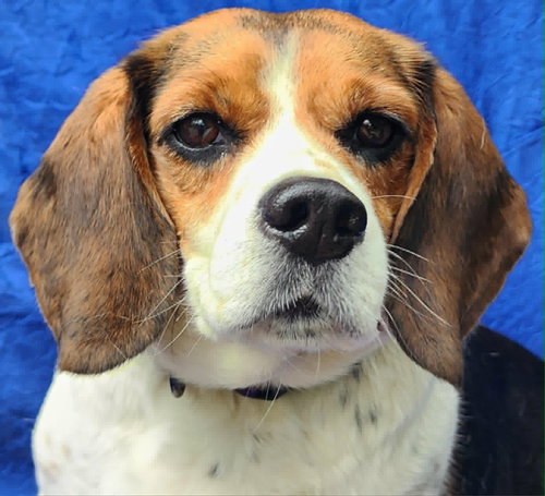 Briggs, an adoptable Beagle in Cuba, NY