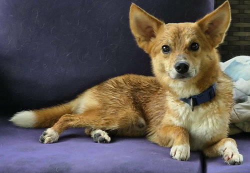 Koda, an adoptable Shiba Inu in Cuba, NY