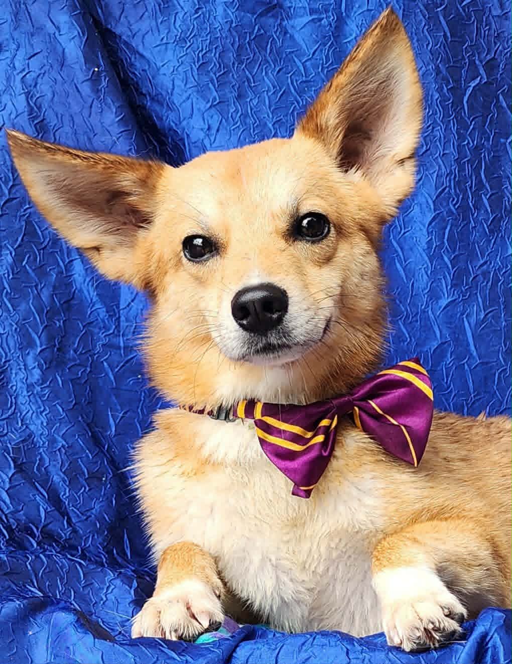 Koda