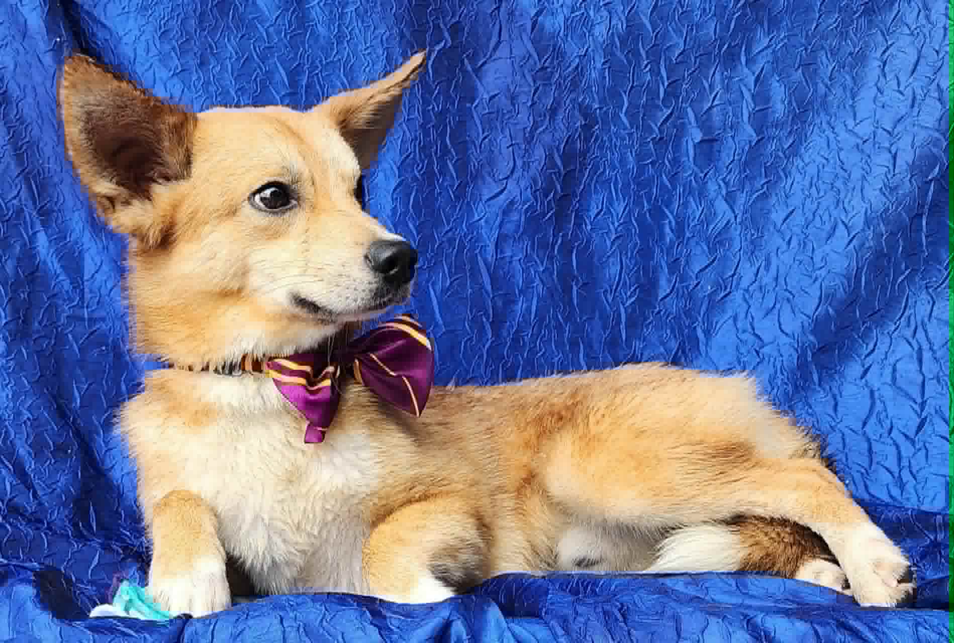 Koda image 4