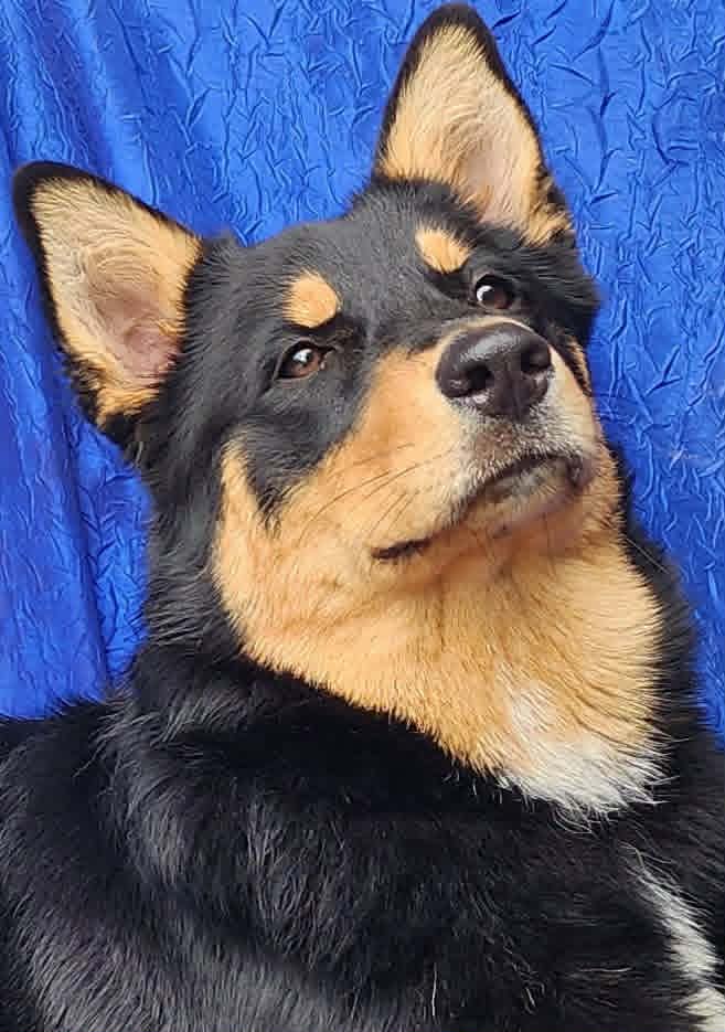 Bailey - Australian Shepherd