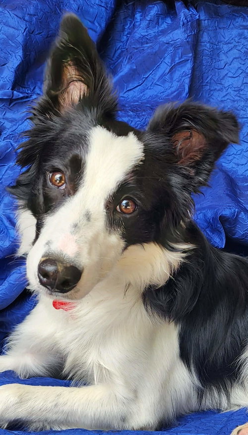 picture of the dog needing adoption