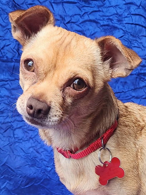 picture of the dog needing adoption