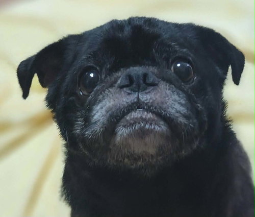 Ozzy