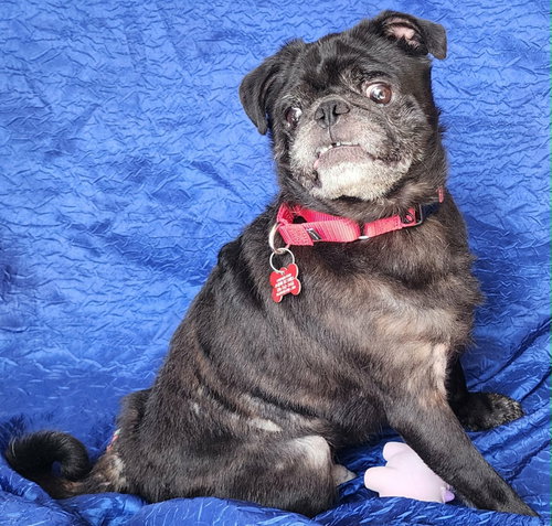picture of the dog needing adoption