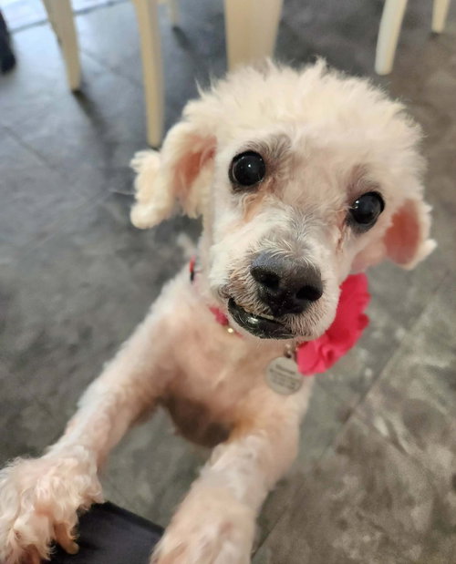 picture of the dog needing adoption