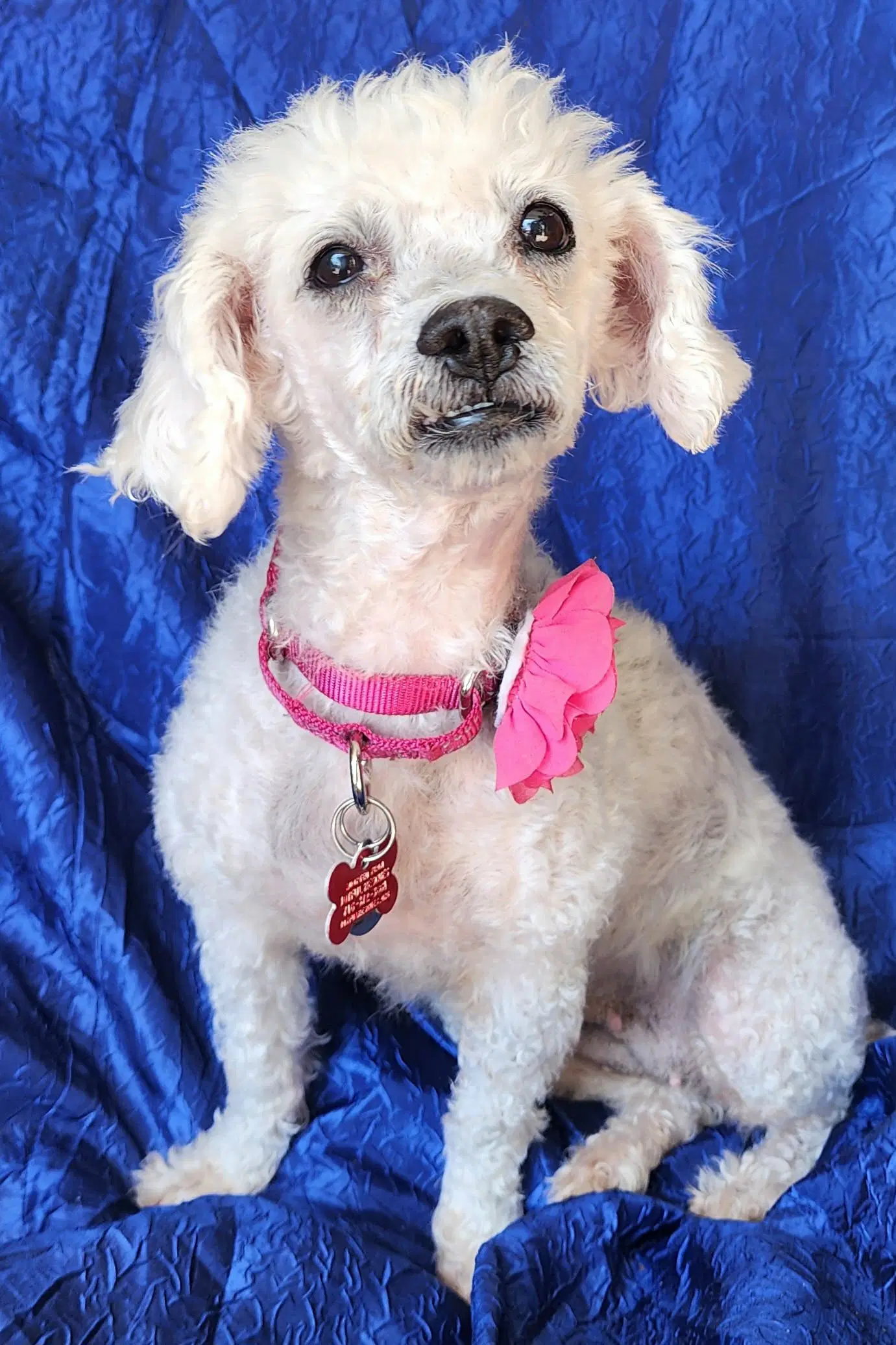 Kiki - Bichon Frise