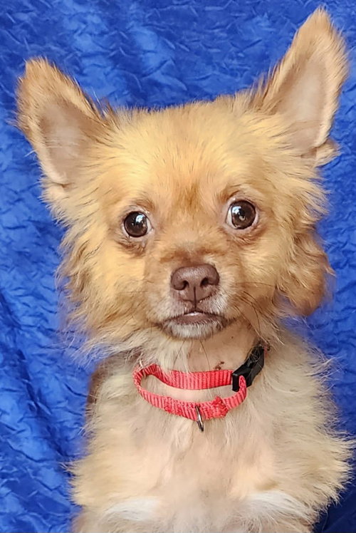 picture of the dog needing adoption