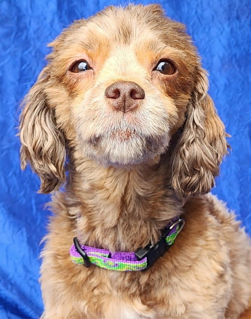 picture of the dog needing adoption