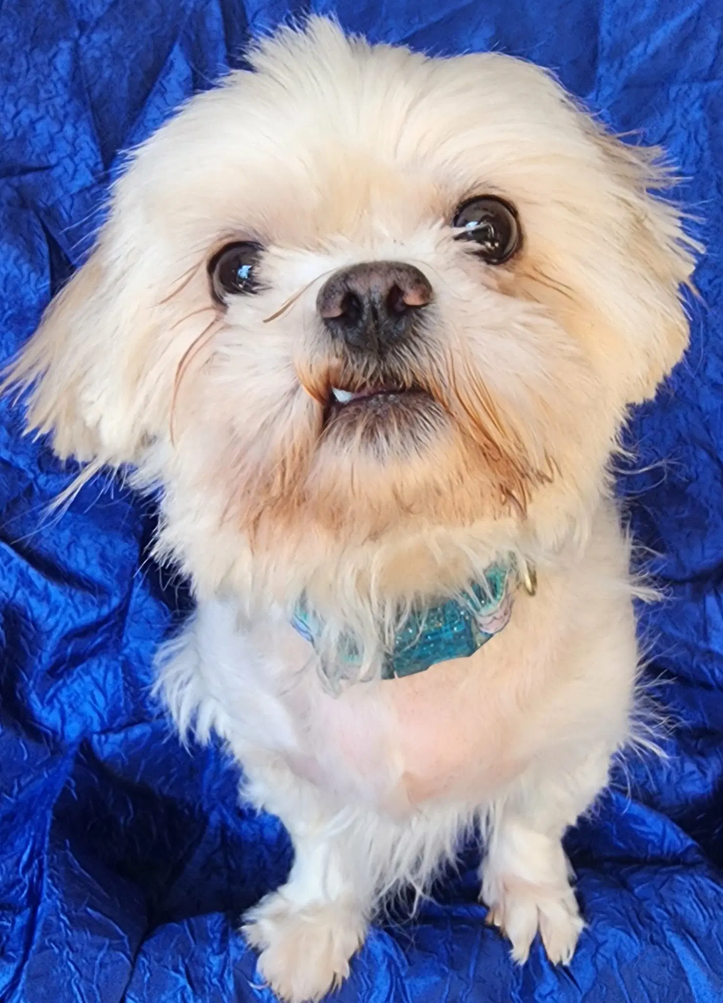 Molly image 1