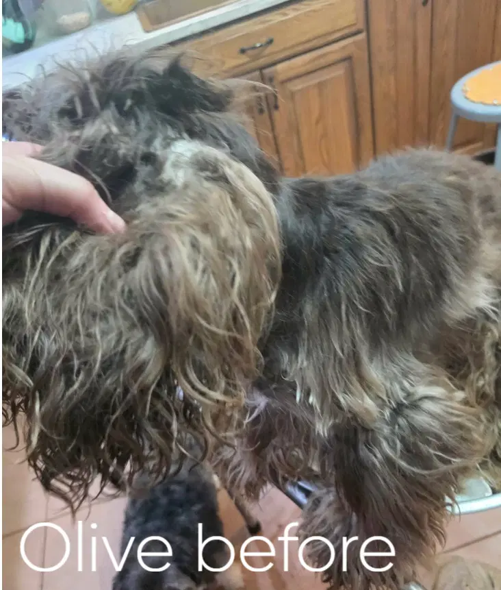 Olive Oyle image 2