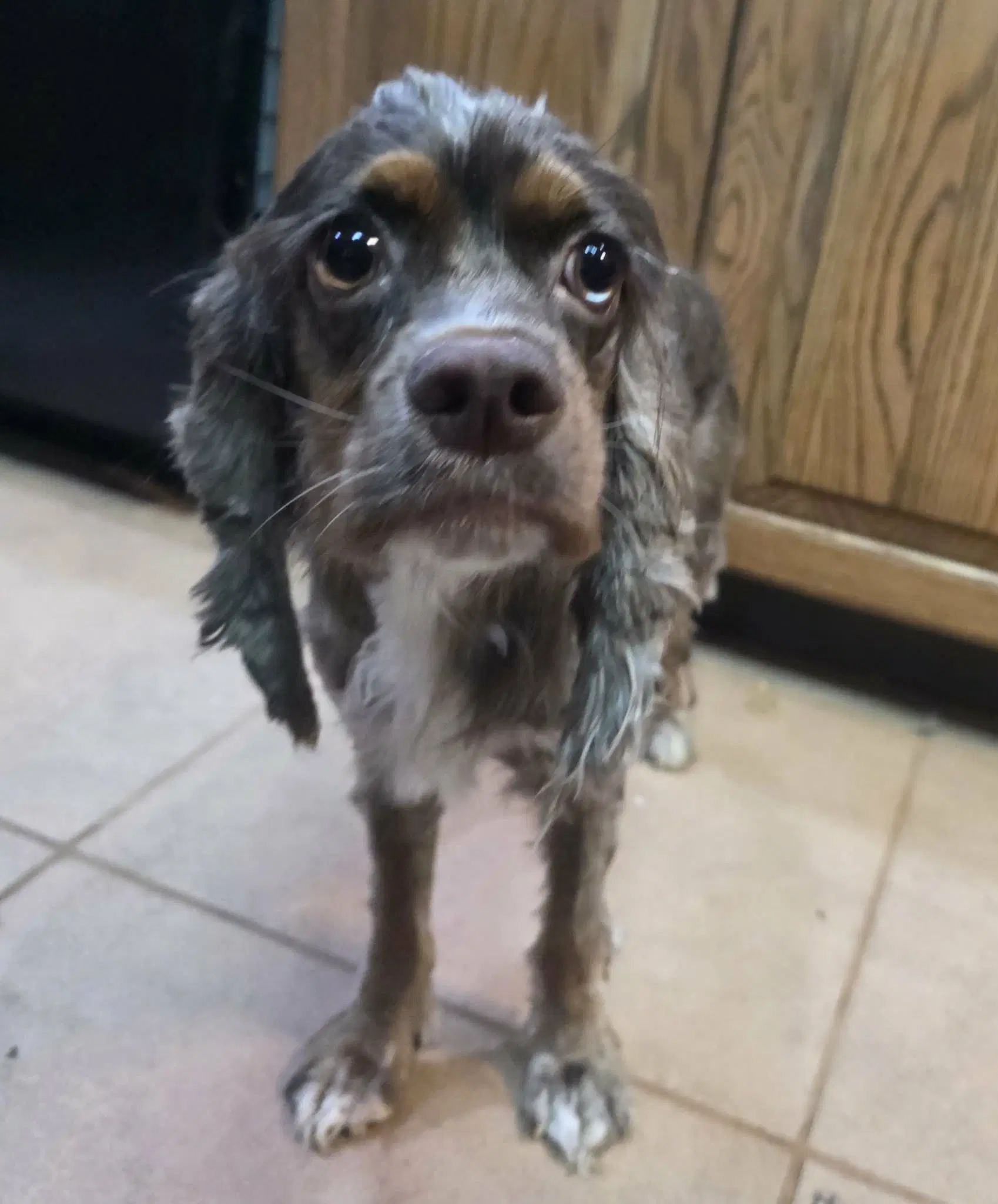Olive Oyle - Cocker Spaniel